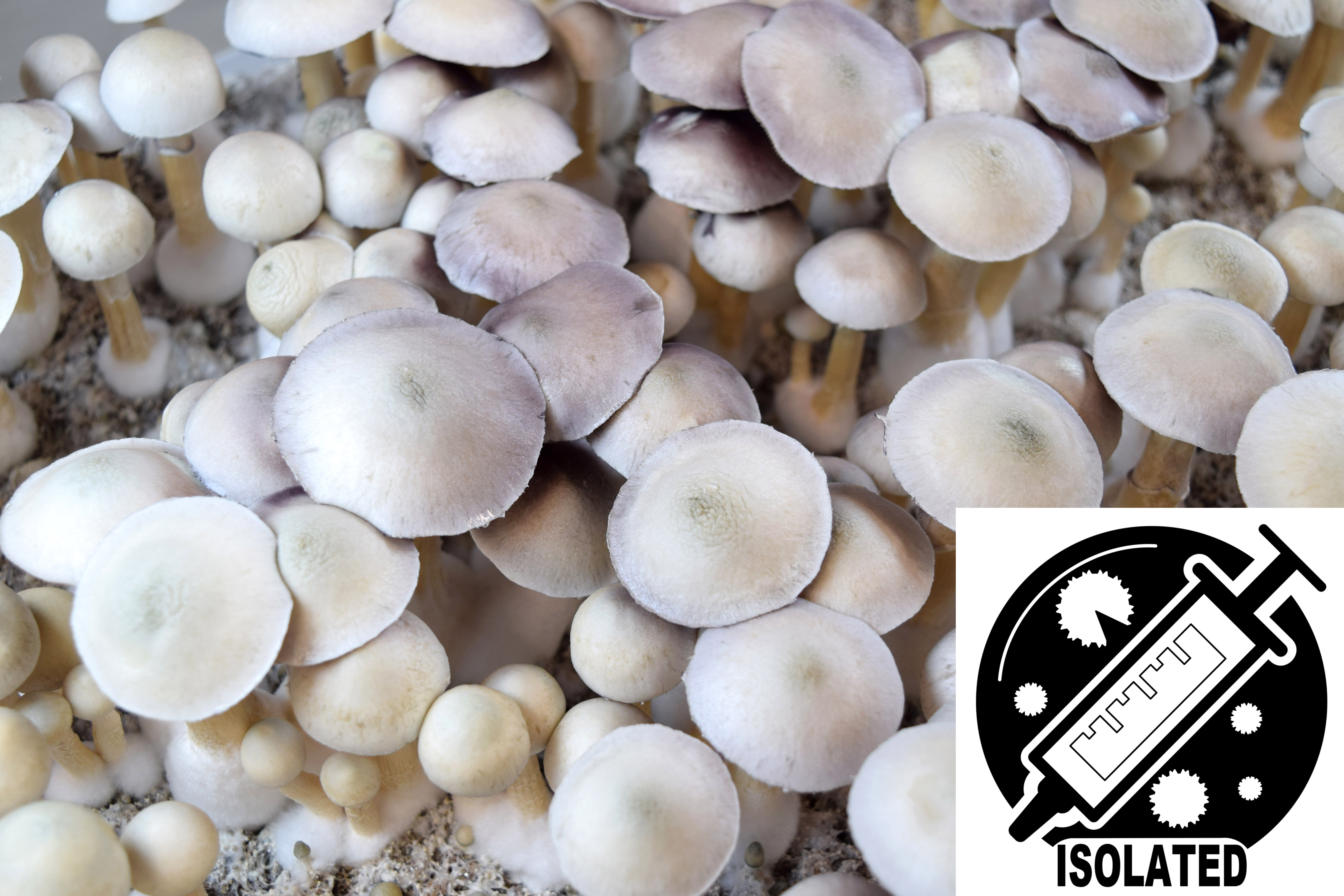 Psilocybe cubensis : Albino (Leucistic) A+ Spore Isolate Syringe
